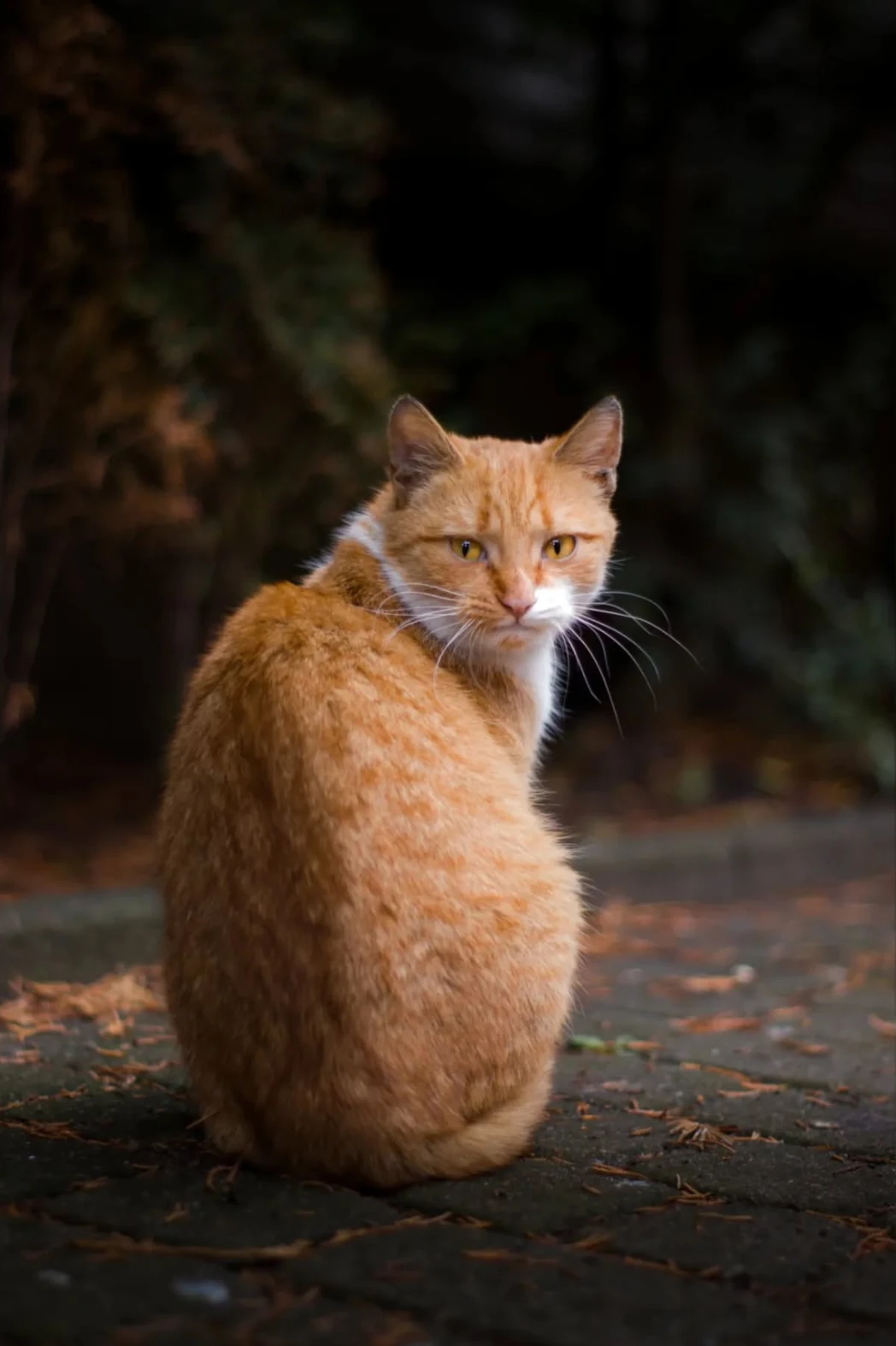 Kot siedzący na kostce